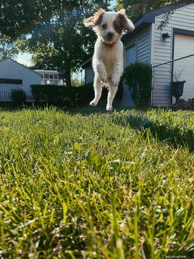 15 Adorable Pet Action Shots That Will Brighten Your Day