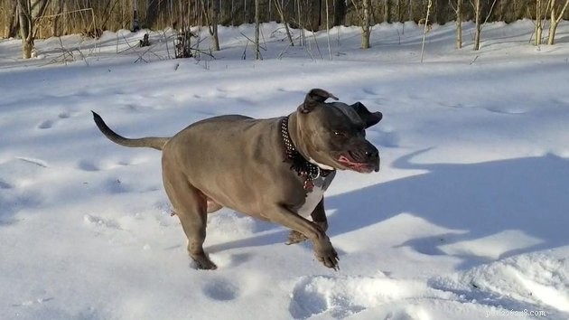 15 Adorable Pet Action Shots That Will Brighten Your Day