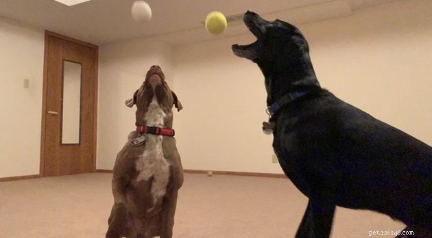 15 Adorable Pet Action Shots That Will Brighten Your Day