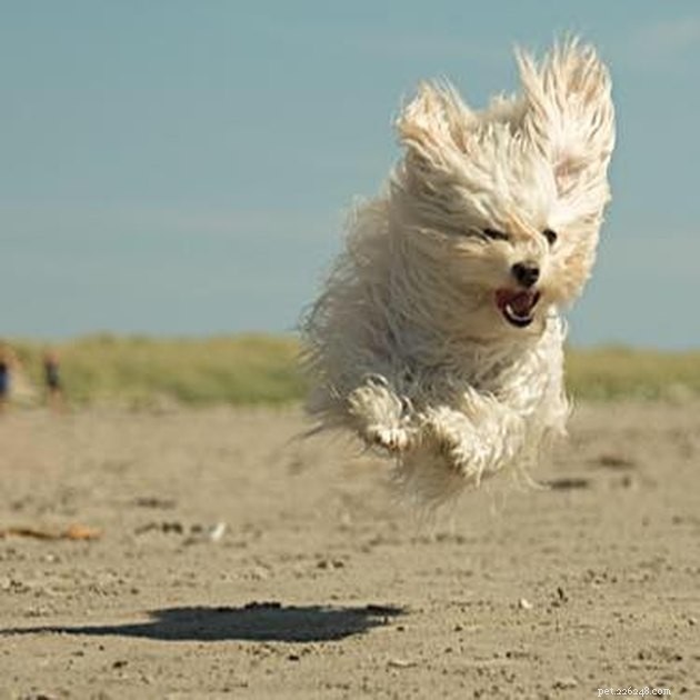 15 Adorable Pet Action Shots That Will Brighten Your Day