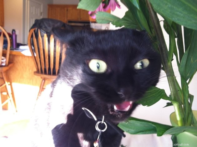 15 Adorable Pet Action Shots That Will Brighten Your Day