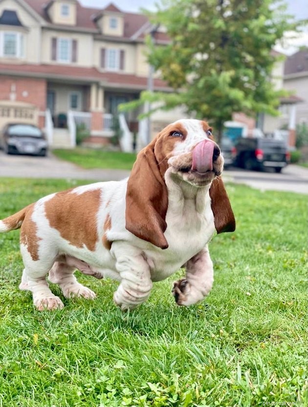 15 Adorable Pet Action Shots That Will Brighten Your Day