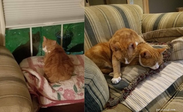 15 Adorable Pet Gift Ideas to Share with Your Siblings