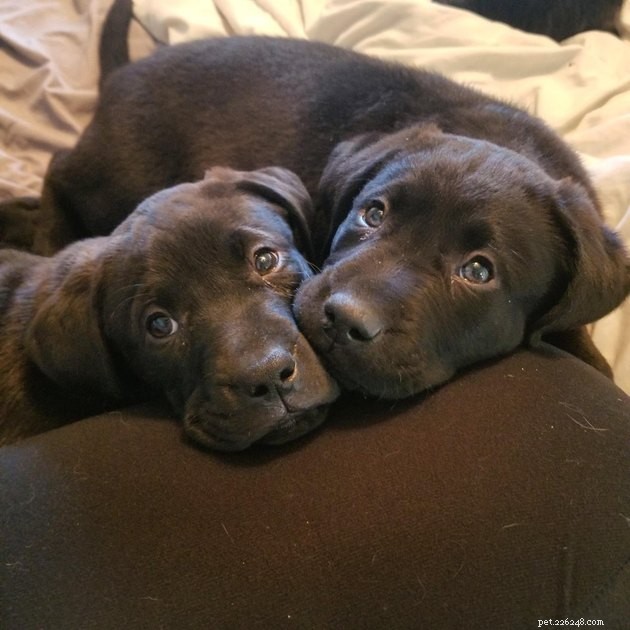 15 Adorable Pet Gift Ideas to Share with Your Siblings