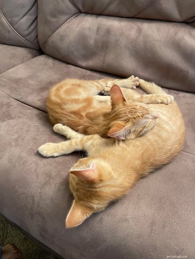 15 Adorable Pet Gift Ideas to Share with Your Siblings
