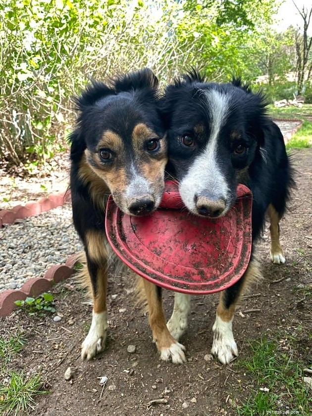 15 Adorable Pet Gift Ideas to Share with Your Siblings