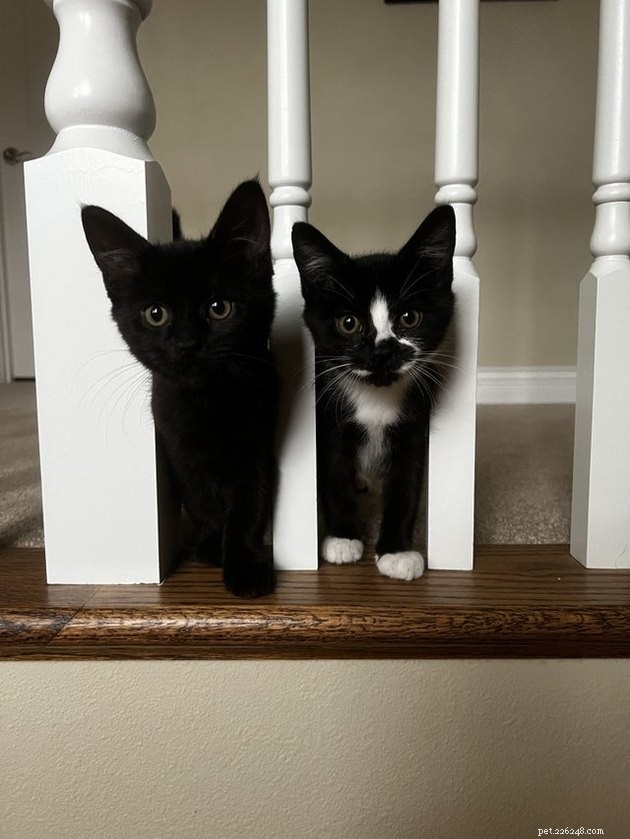 15 Adorable Pet Gift Ideas to Share with Your Siblings