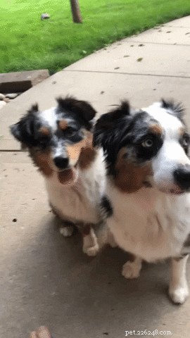 15 Adorable Pet Gift Ideas to Share with Your Siblings