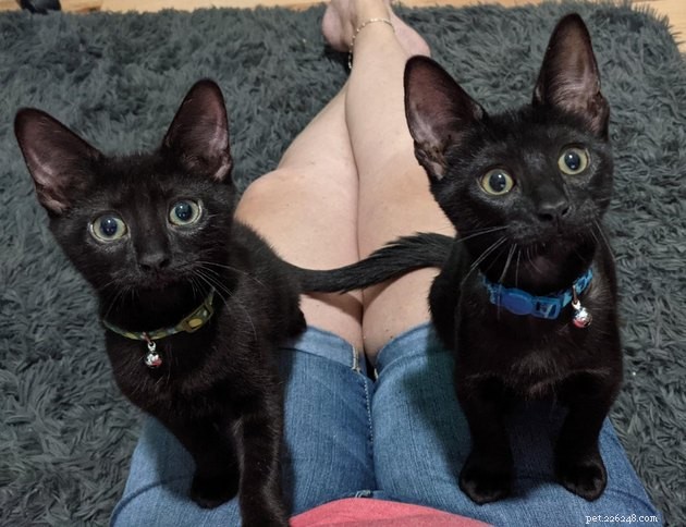 15 Adorable Pet Gift Ideas to Share with Your Siblings