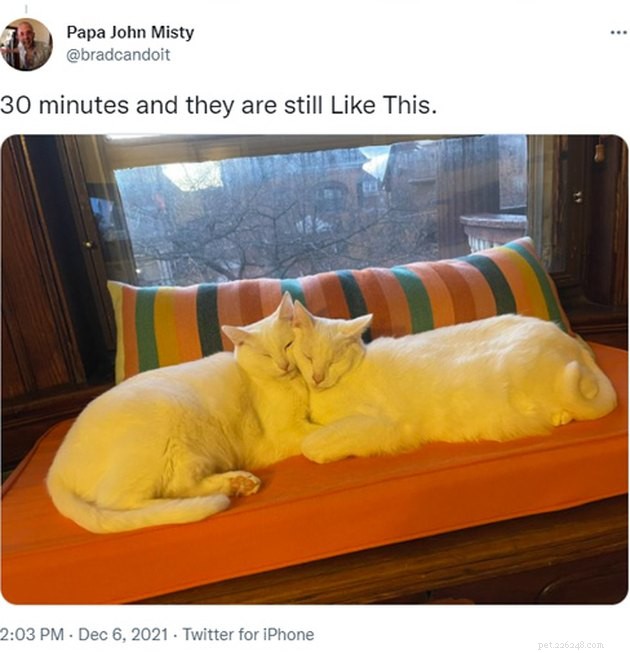 15 Adorable Pet Gift Ideas to Share with Your Siblings
