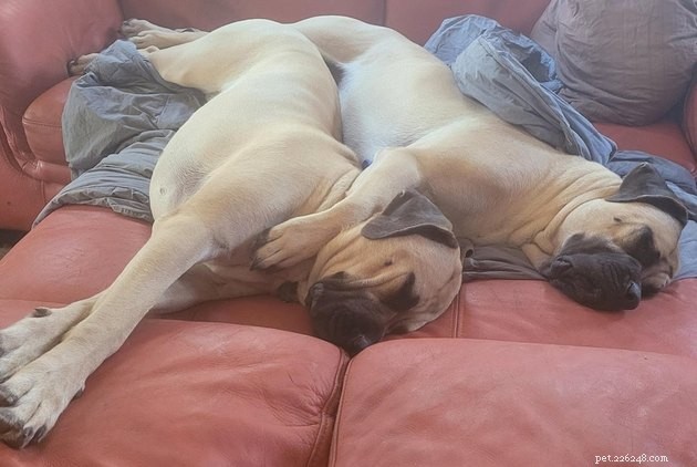 15 Adorable Pet Gift Ideas to Share with Your Siblings