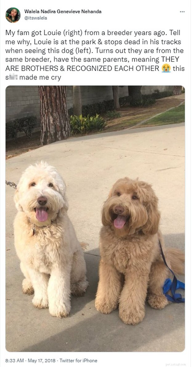 15 Adorable Pet Gift Ideas to Share with Your Siblings