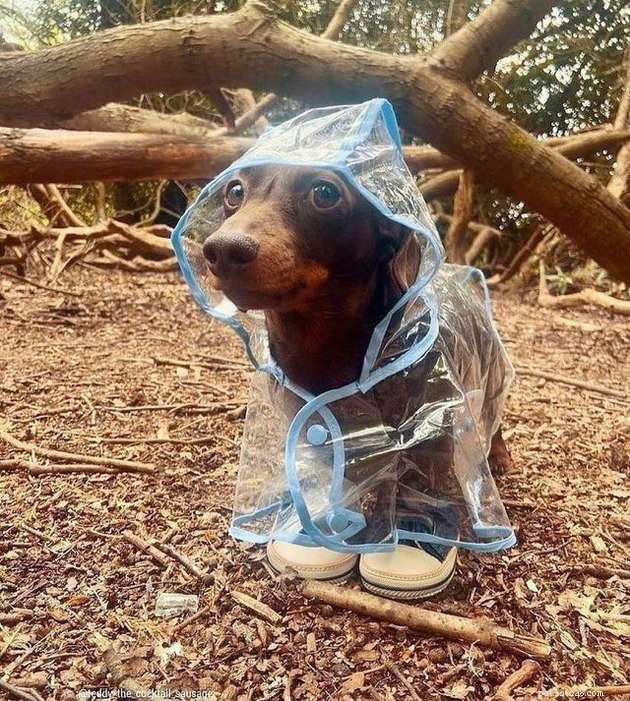 15 Heartwarming Pet Photos to Brighten Your Day
