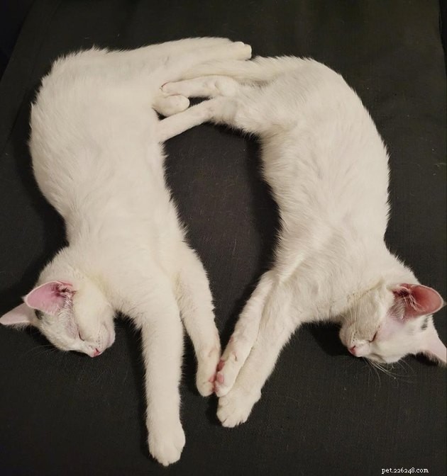 15 Heartwarming Pet Photos to Brighten Your Day