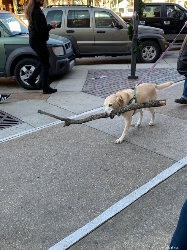 15 Heartwarming Pet Photos to Brighten Your Day