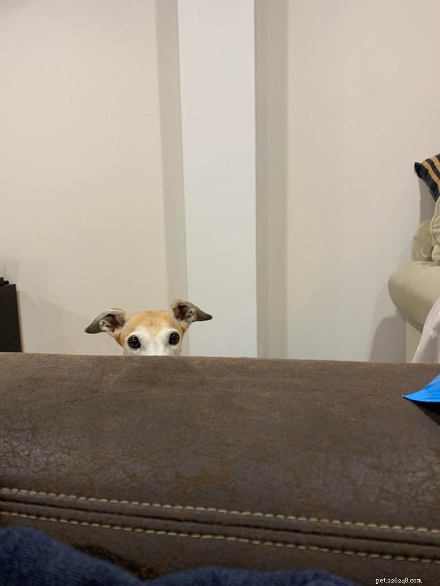 15 Heartwarming Pet Photos to Brighten Your Day
