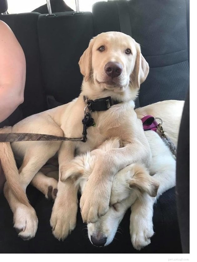 15 Heartwarming Pet Photos to Brighten Your Day