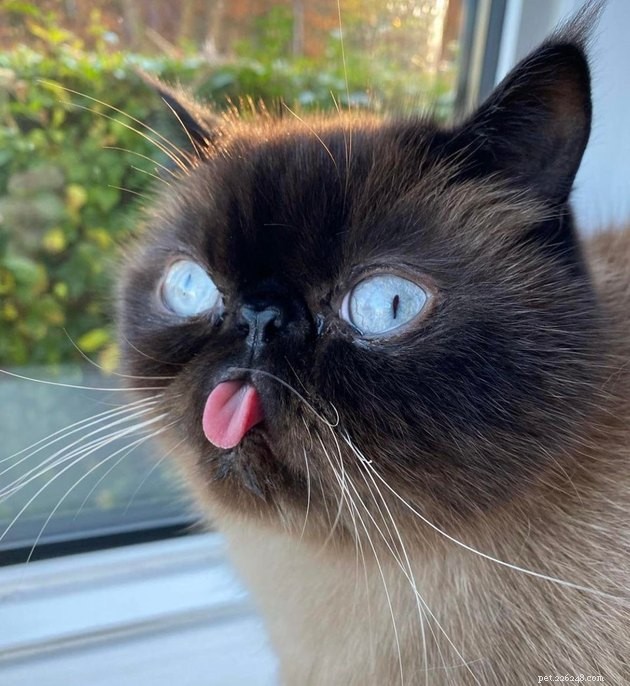 15 Heartwarming Pet Photos to Brighten Your Day