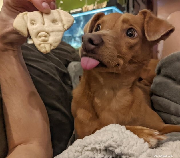 15 Heartwarming Pet Photos to Brighten Your Day