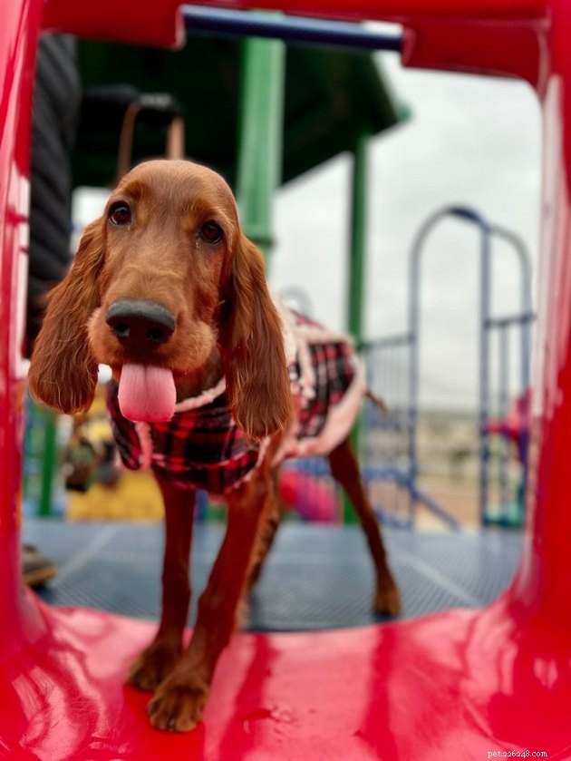 15 Heartwarming Pet Photos to Brighten Your Day