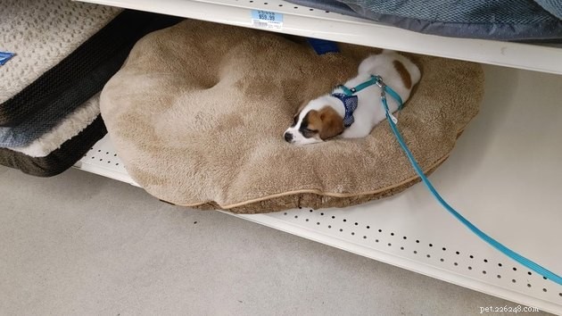 15 Heartwarming Pet Photos to Brighten Your Day
