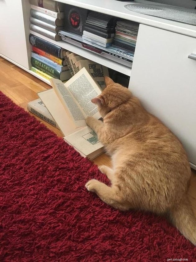 15 Heartwarming Pet Photos to Brighten Your Day