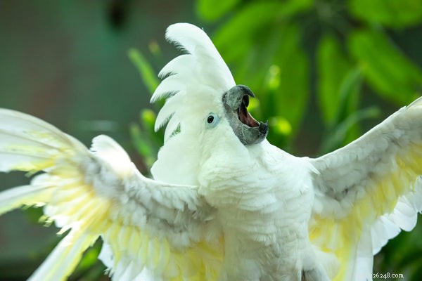 How to Calm Anxious Birds: Proven Do’s & Don’ts