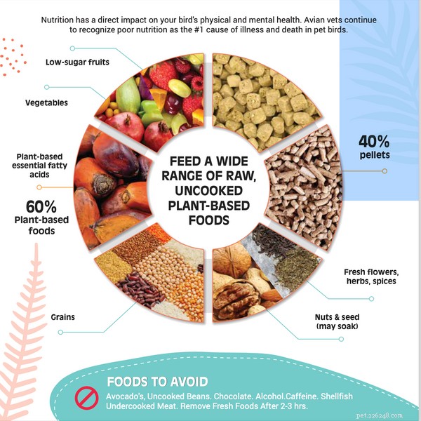 The Hidden Dangers of an All-Seed Diet for Parrots: 3 Key Health Risks