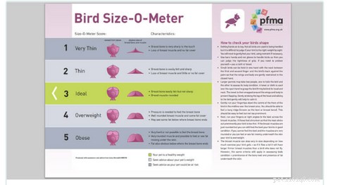 Track Your Bird’s Weight: A Complete Guide to Healthy Bird Weight Management