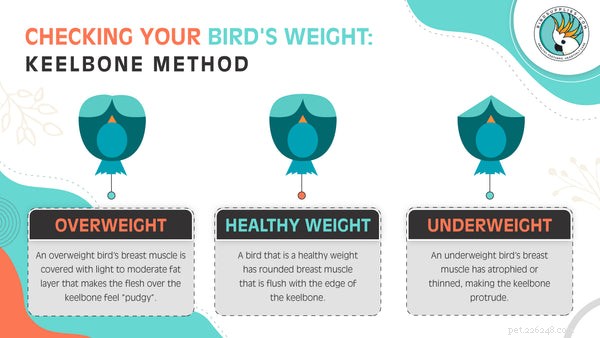 Track Your Bird’s Weight: A Complete Guide to Healthy Bird Weight Management