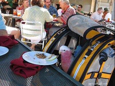 Traveling with Your Bird by Car: 8 Expert Tips