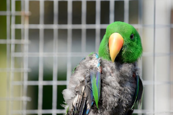 Effective Natural Strategies to Relieve Parrot Anxiety