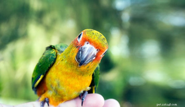 Boost Your Bird’s Health: The Essential Role of Vitamin D
