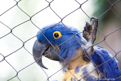 5 Proven Strategies to Lower Stress in Your Companion Birds