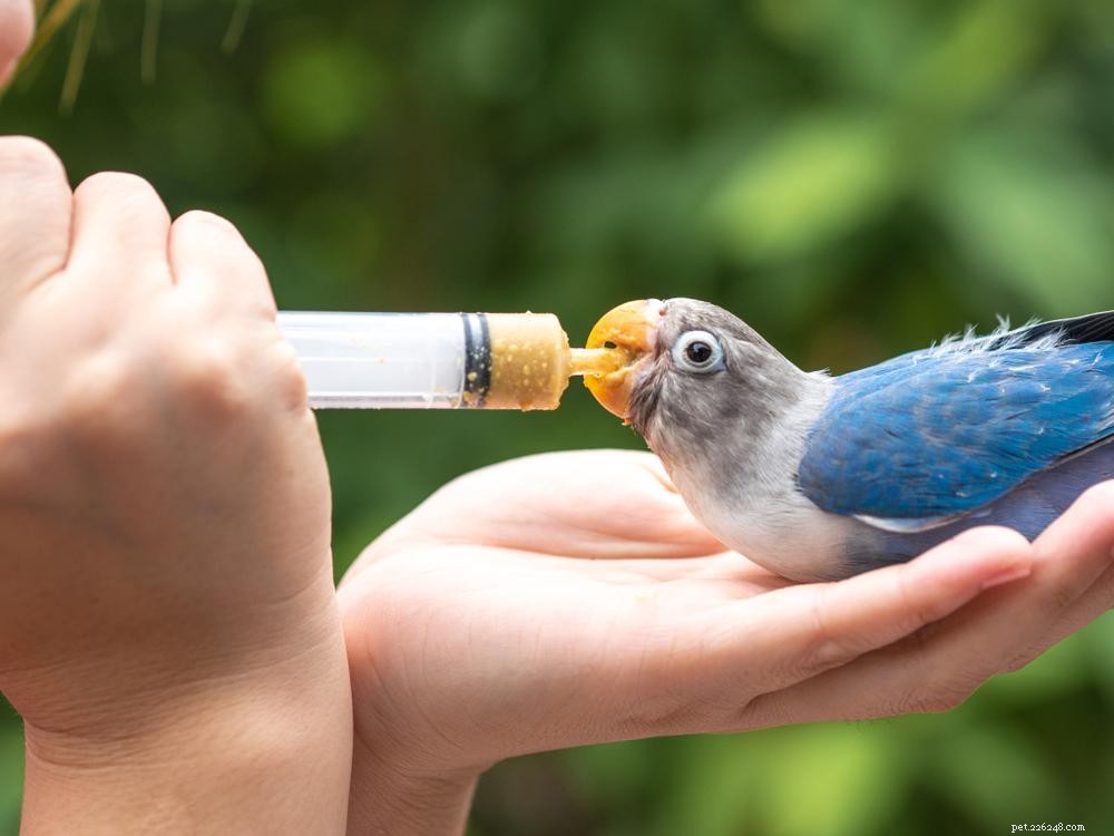 3 Proven Techniques to Ensure Your Bird Consumes Medicine or Supplements