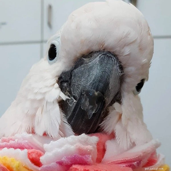 5 Key Factors to Consider When Senior Birds Begin Feather Plucking