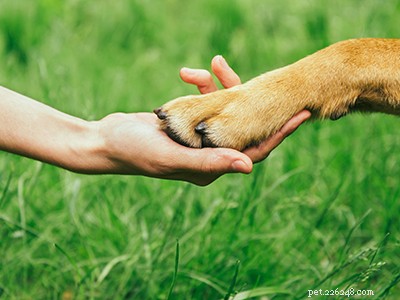 Discover the 5 Most Rare Dog Breeds in the World