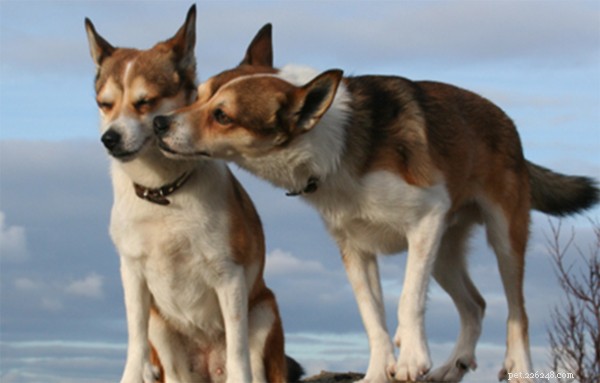 Discover the 5 Most Rare Dog Breeds in the World