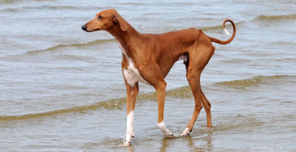 Discover the 5 Most Rare Dog Breeds in the World
