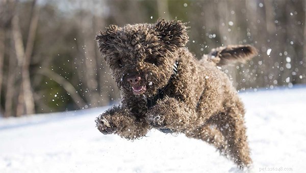 Discover the 5 Most Rare Dog Breeds in the World