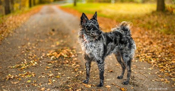 Discover the 5 Most Rare Dog Breeds in the World