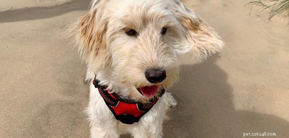 Why I Love My Cockapoo: Loyalty, Energy, and Joyful Companionship