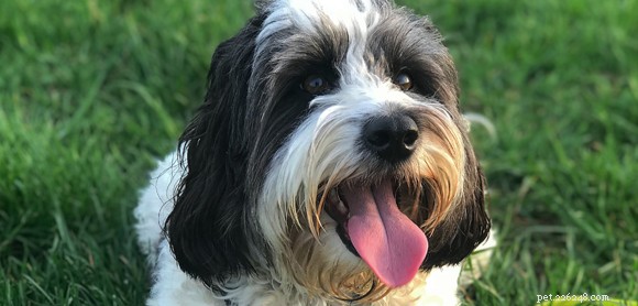 Why I Love My Cockapoo: Loyalty, Energy, and Joyful Companionship