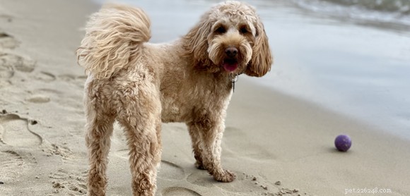 Why I Love My Cockapoo: Loyalty, Energy, and Joyful Companionship