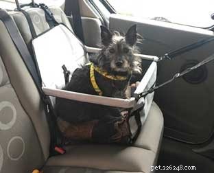 Top 3 Travel Essentials for Dogs: Comfort, Safety, and Style