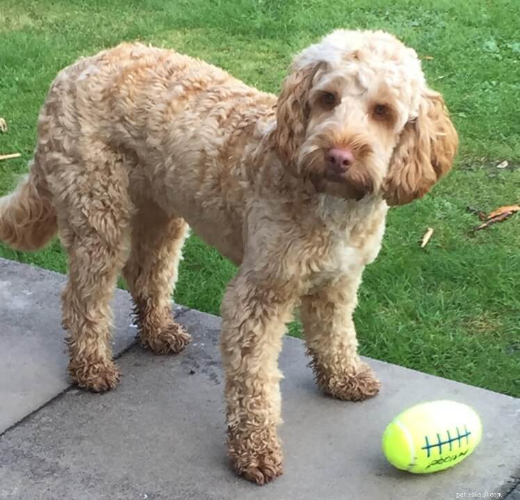 Petplan Explores Dog-Sharing: Connecting Owners & Lovers Through BorrowMyDoggy
