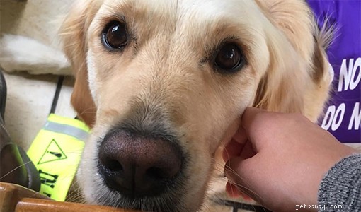 Spotting a Ruptured Cruciate Ligament in My Assistance Dog