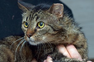 Stray vs Feral Cats: Key Signs to Identify and How to Help Them