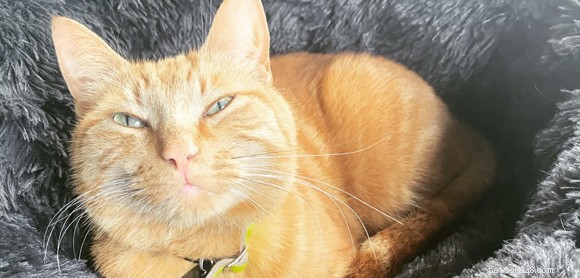 How a Blood-Donor Cat Is Saving Lives of Other Pets