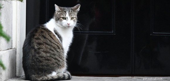 Top 5 Internet-Famous Cats Everyone Loves